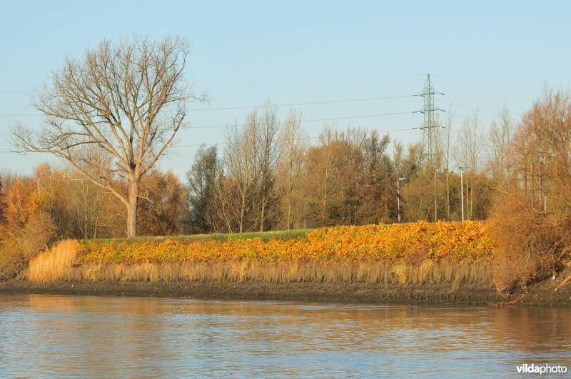 Japanse duizendknoop langs de Schelde