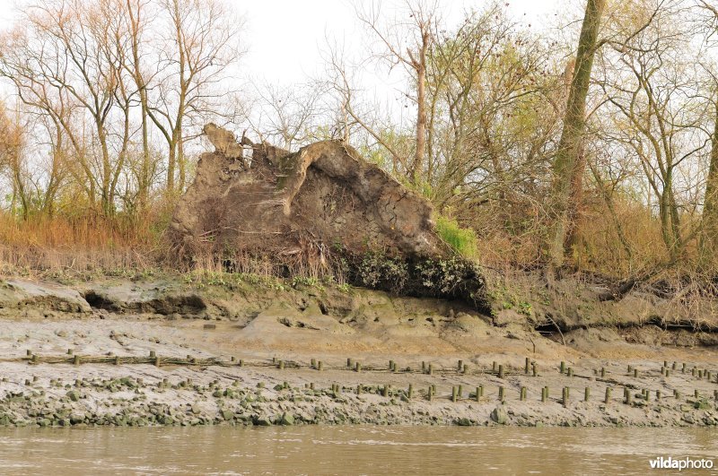 Omgeslagen wilgen op zoetwaterschor door golfslag
