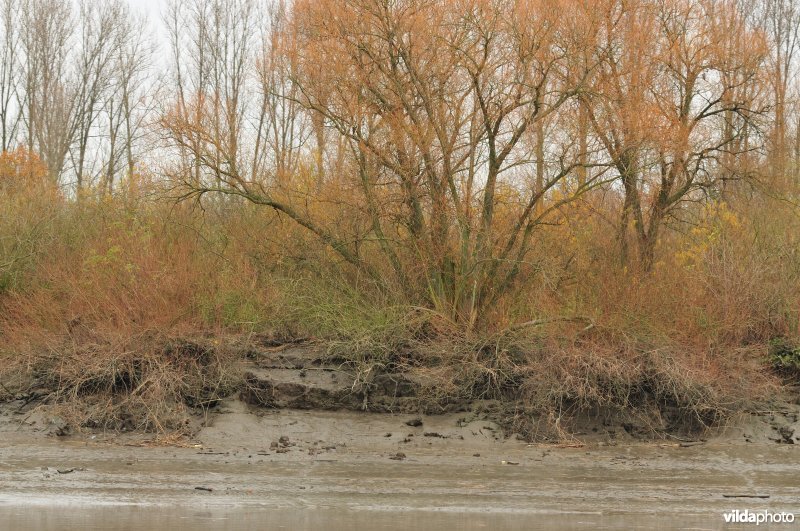 Erosie op zoetwaterschor