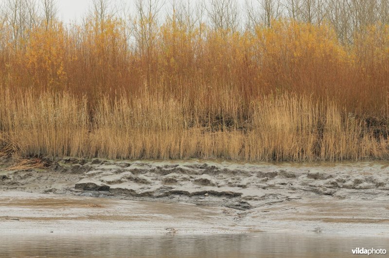 Erosie op zoetwaterschor