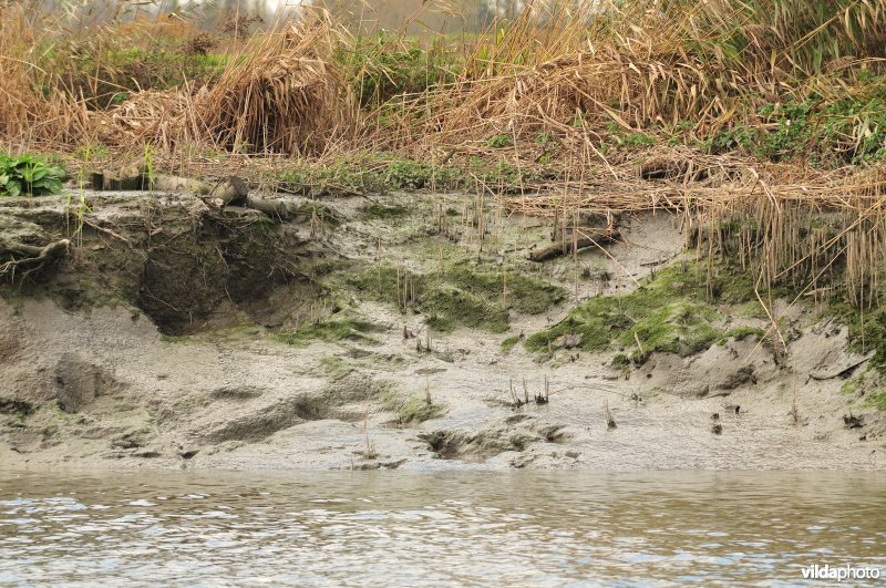 Erosie op zoetwaterschor