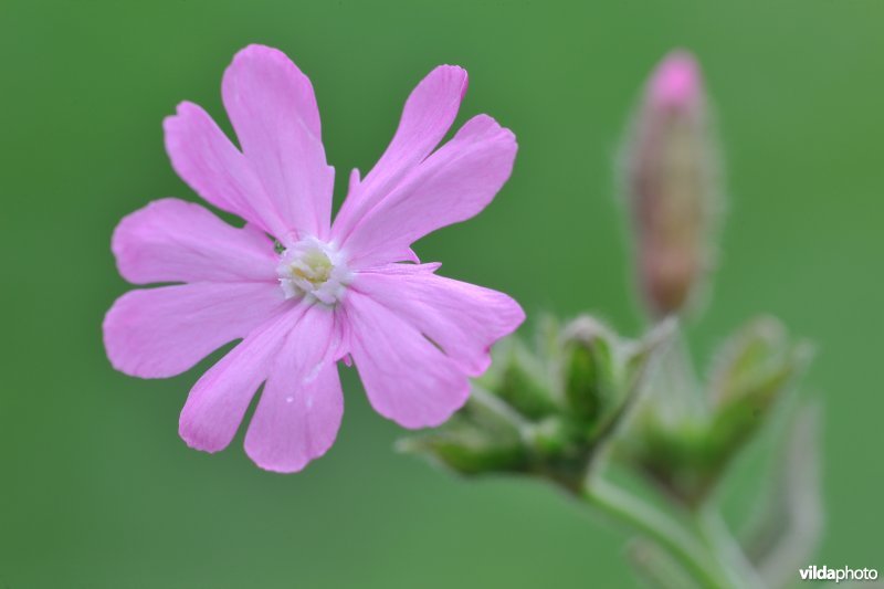 Dagkoekoeksbloem