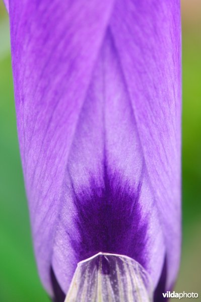 Abstracte krokus