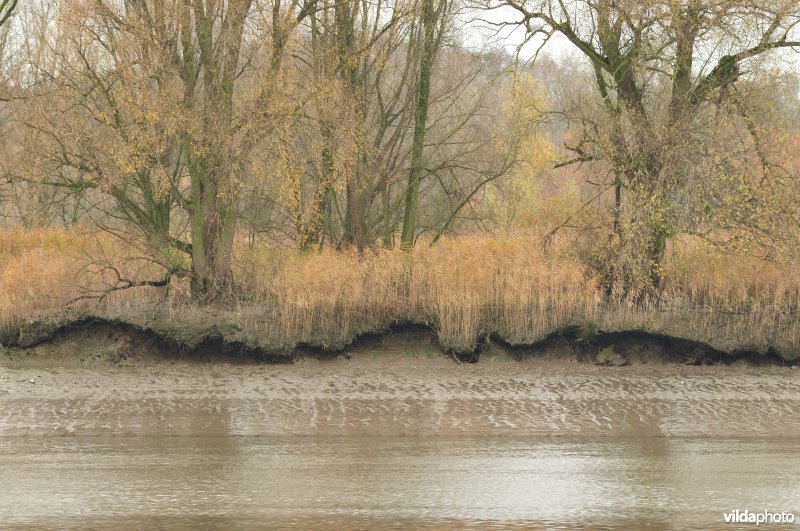 Afkalvend zoetwaterschor
