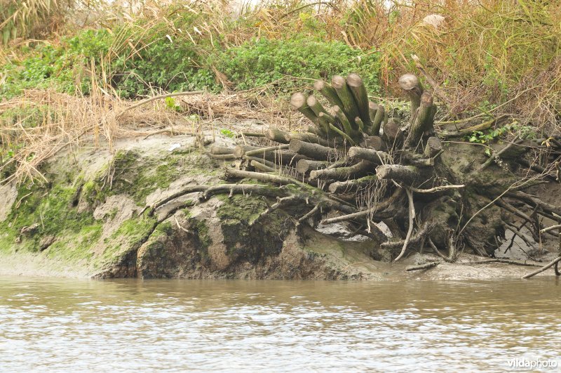 Erosie op de Scheldeschorren