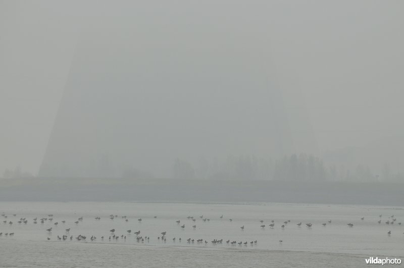 Wintervogels op het Paardenschor