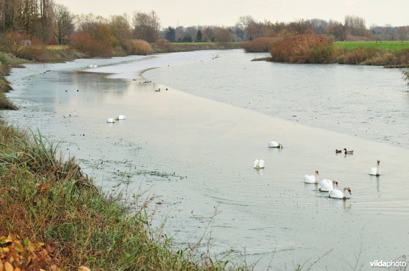 Dichtgeslibde Schelde te Sint-Amandsberg