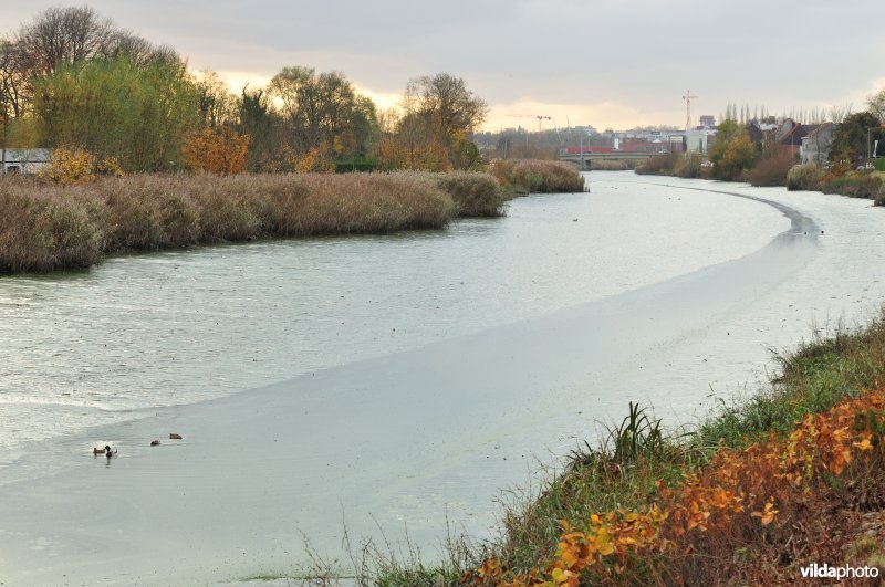 Dichtgeslibde Schelde te Sint-Amandsberg