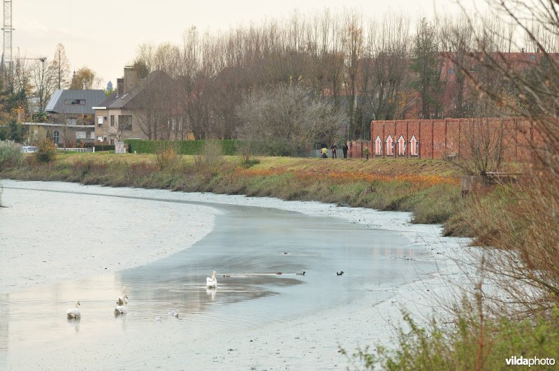 Dichtgeslibde Schelde te Sint-Amandsberg