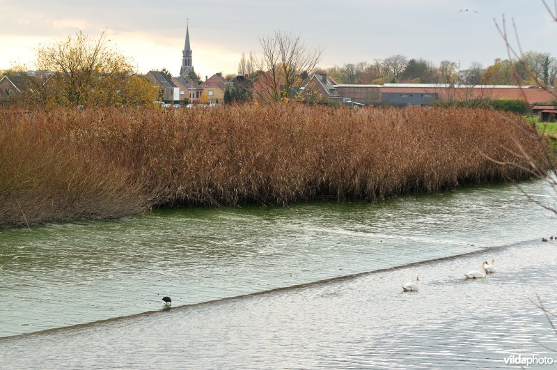 Dichtgeslibde Schelde te Sint-Amandsberg