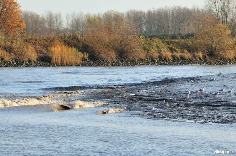 Scheldeschor van Uitbergen