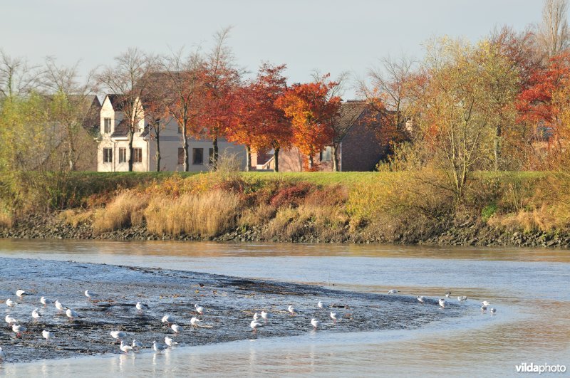 Scheldeschor van Uitbergen