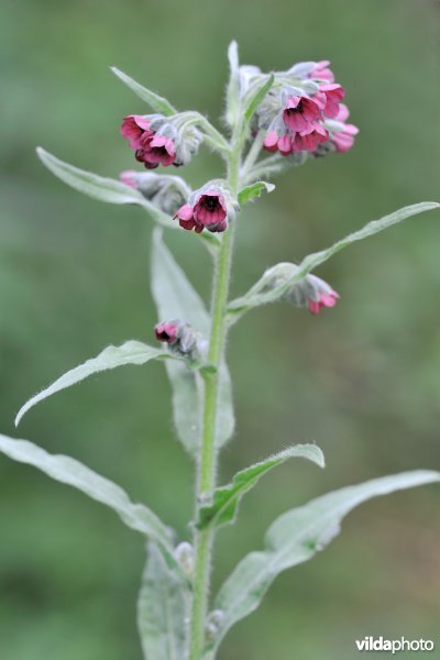 Veldhondstong