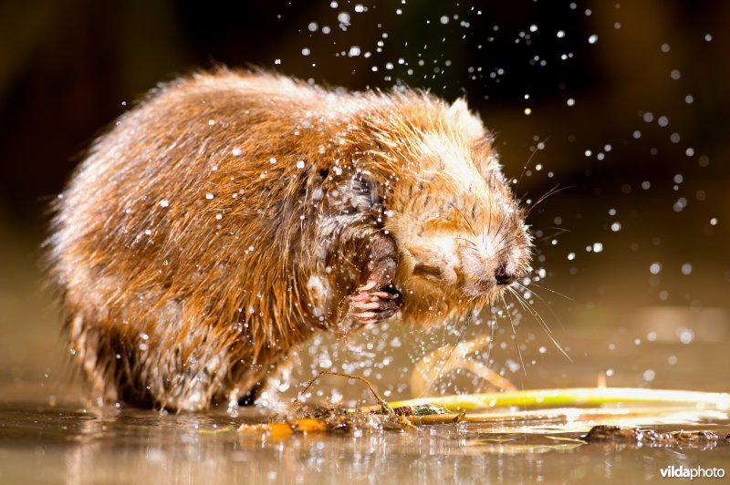 Muskusrat schudt zich droog
