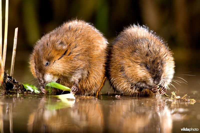 Smullende Muskusratten