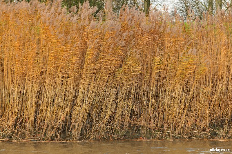 Riet langs de oevers van de Schelde