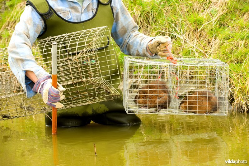 Gevangen Muskusratten