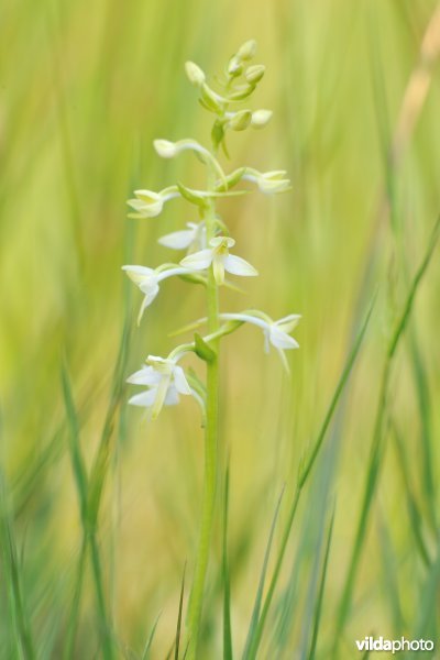 Welriekende nachtorchis