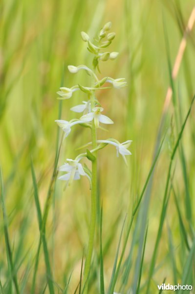 Welriekende nachtorchis