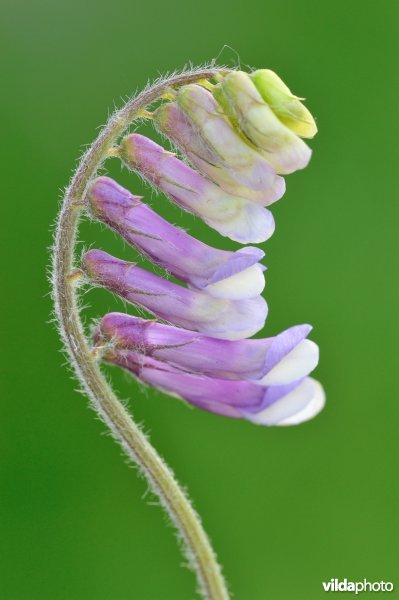 Bloemen van zachte wikke