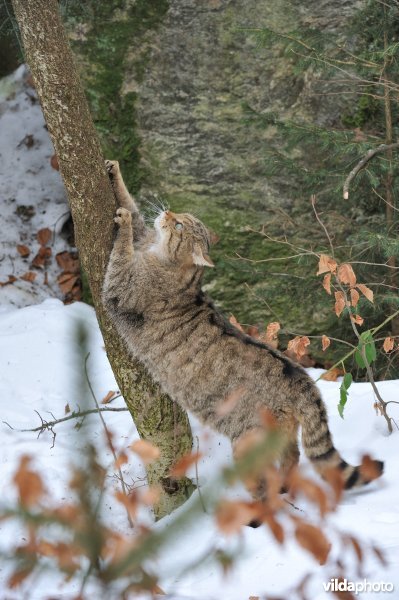 Wilde kat scherpt de nageltjes