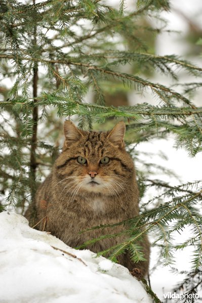 Portret van Wilde kat