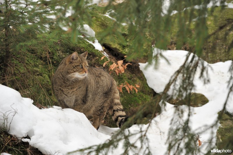 Wilde kat