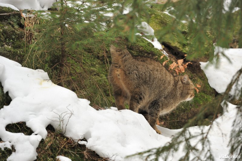 Wilde kater bakent territorium af