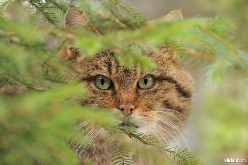 Wilde kat tussen de struiken