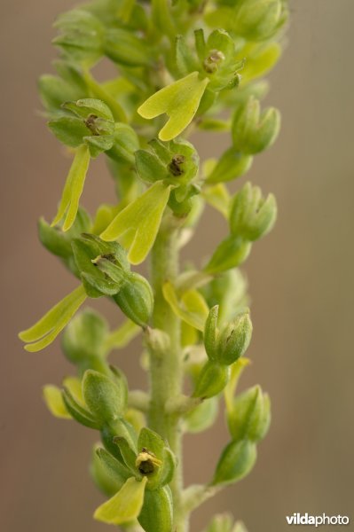 Bloemen van de grote keverorchis