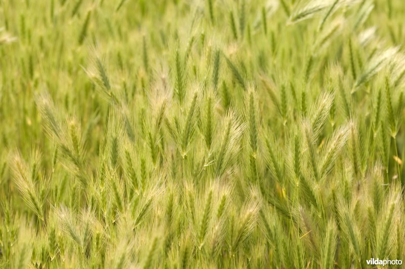 Een veld kruipertjes