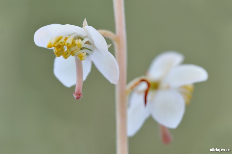 Bloempjes van rond wintergroen