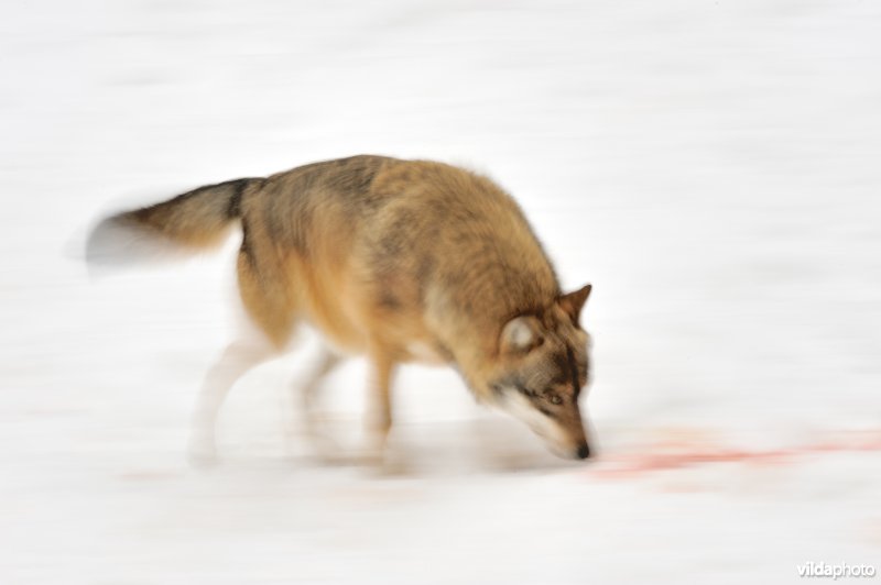 Wolf op het juiste spoor