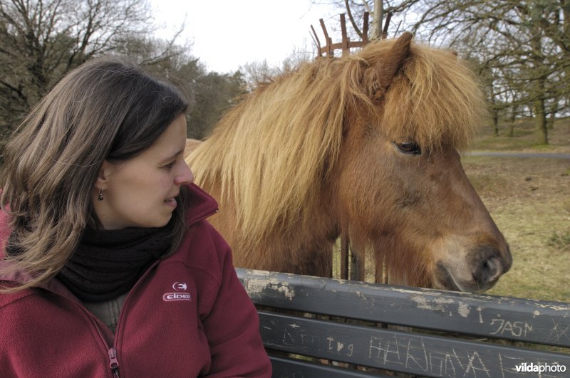 Shetlandpony en recreante