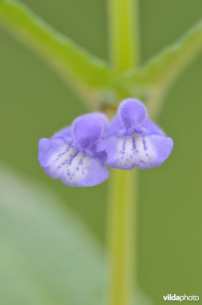 Blauw glidkruid