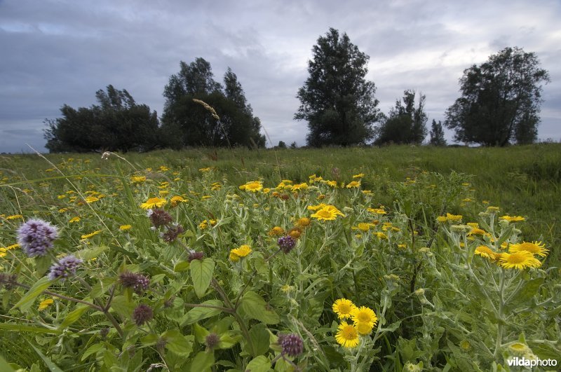 Vochtige vegetaties in Nationaal Park Lauwersmeer