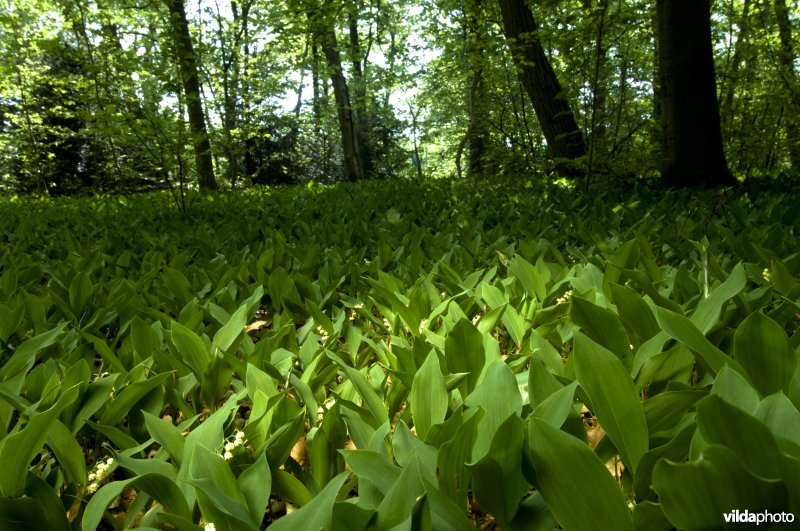 Lelietjes van dalen