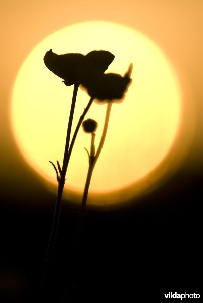 Silhouetten van grote boterbloem