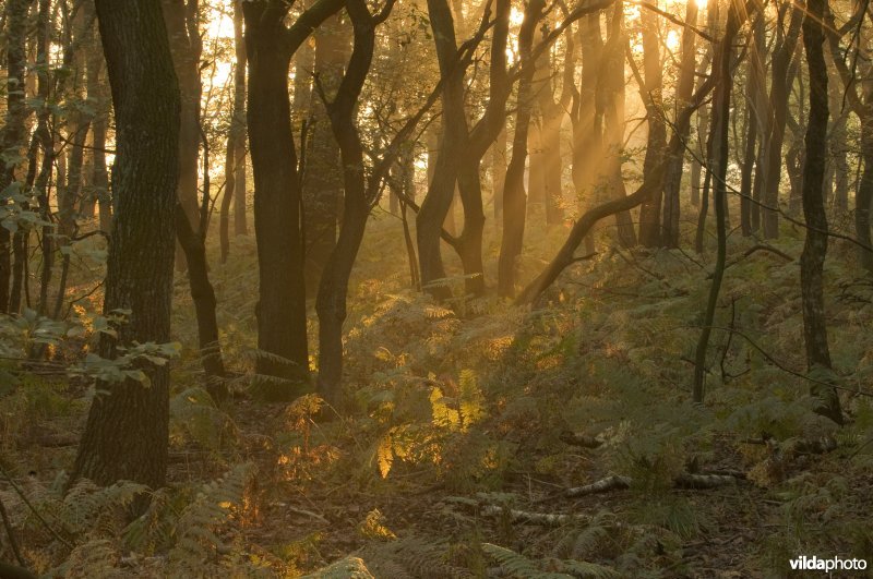 Zonnestralen dingen door in oud eikenhakhout met varens in de ondergroei