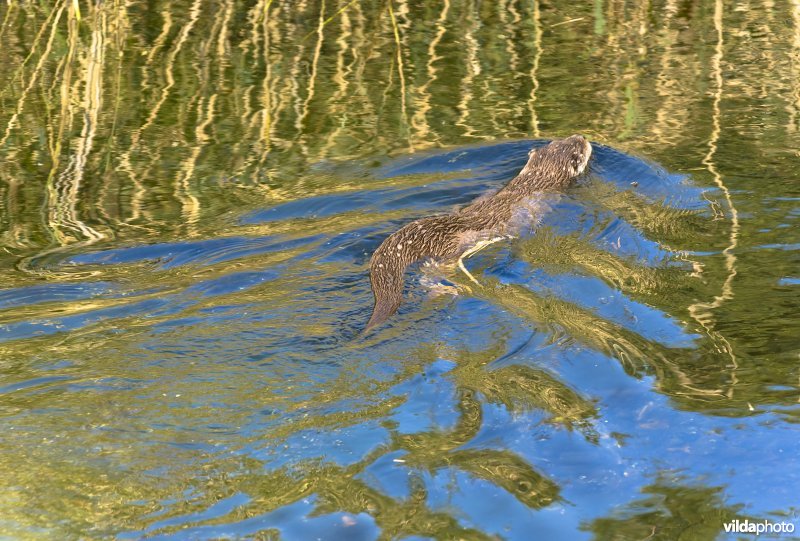 Otter zwemt