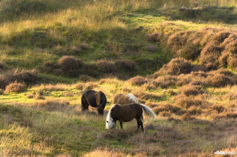 Paarden grazen in Nationaal Park Veluwezoom