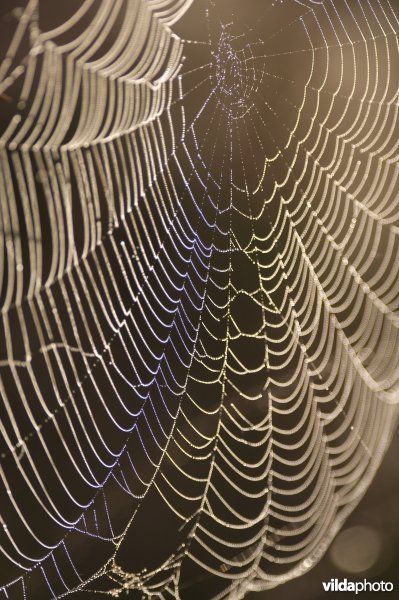 Bedauwd spinnenweb