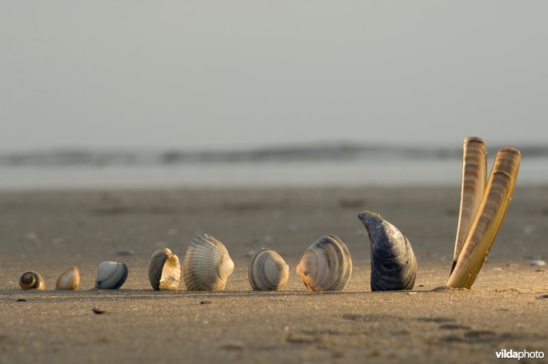 Een verzameling schelpen op het strand