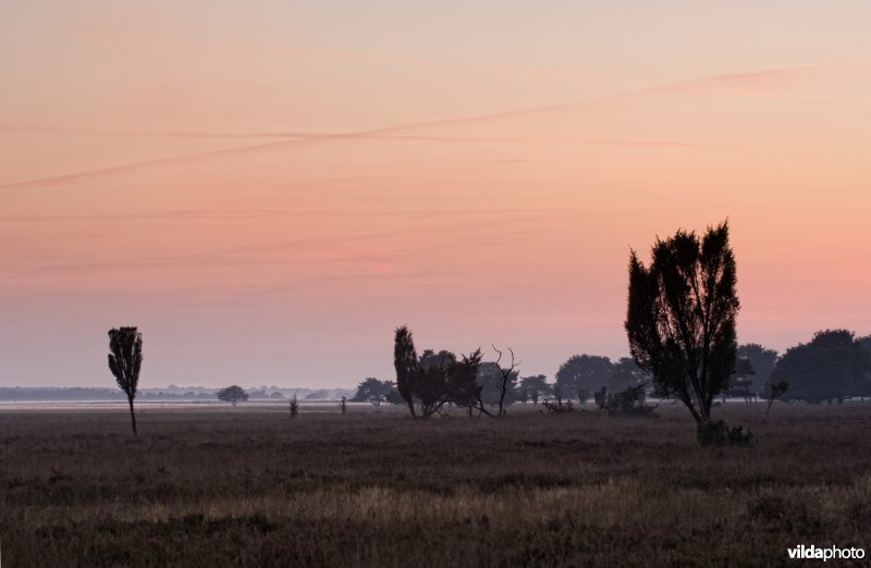 Avondsfeer op droge heide met jeneverbessen, Dwingelderveld