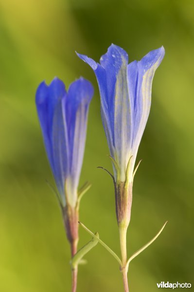 Twee bloemen van klokjesgentiaan