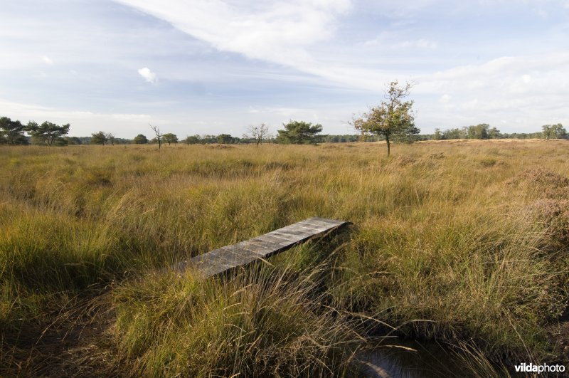 Brugje over een greppel in een nat deel van de Kalmthoutse Heide