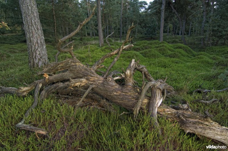 Een dode grote den zorgt voor dood hout in een kraaiheide-grove dennenbos.