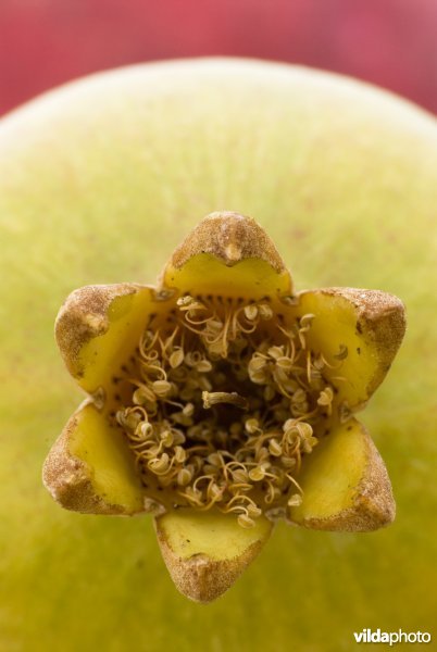 Detail van een granaatappel, met kenmerkend kroontje bestaand uit de kelkbladen en bloemrestanten.