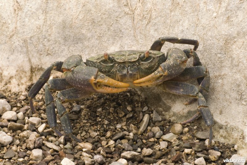 Een landkrab / zoetwaterkrab