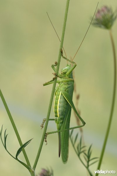 Portret van een grote groene sabelsprinkhaan op een plant